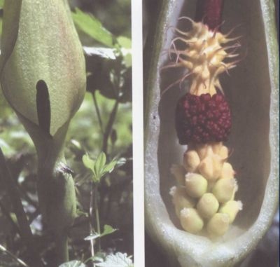 Иллюстрация к книге — Умные растения. Как они приманивают и обманывают, предупреждают собратьев, защищаются и зовут на помощь, когда оказываются в опасности [i_010.jpg]