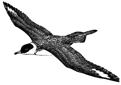 Иллюстрация к книге — Открытие Антарктиды [i_071.jpg]