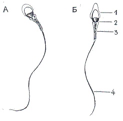 Иллюстрация к книге — Как достичь надежности в близких отношениях и уверенности в себе [pic_19.jpg]