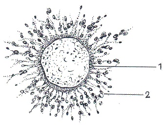Иллюстрация к книге — Как достичь надежности в близких отношениях и уверенности в себе [pic_20.jpg]