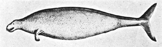 Иллюстрация к книге — Наука воскрешения видов. Как клонировать мамонта [i_004.jpg]