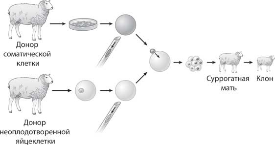Иллюстрация к книге — Наука воскрешения видов. Как клонировать мамонта [i_008.jpg]