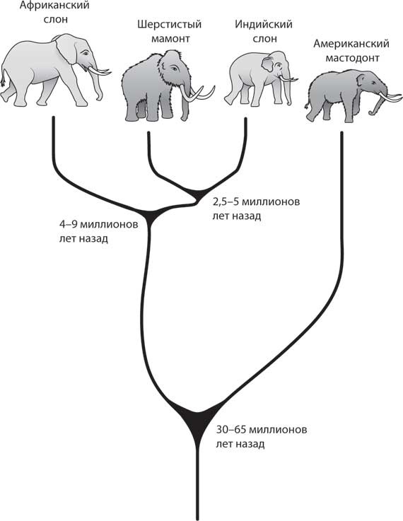 Иллюстрация к книге — Наука воскрешения видов. Как клонировать мамонта [i_009.jpg]