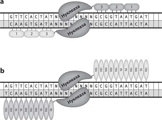 Иллюстрация к книге — Наука воскрешения видов. Как клонировать мамонта [i_010.jpg]