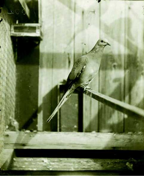 Иллюстрация к книге — Наука воскрешения видов. Как клонировать мамонта [i_012.jpg]