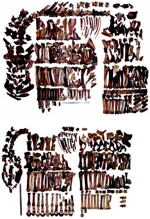 Иллюстрация к книге — Наука воскрешения видов. Как клонировать мамонта [i_014.jpg]