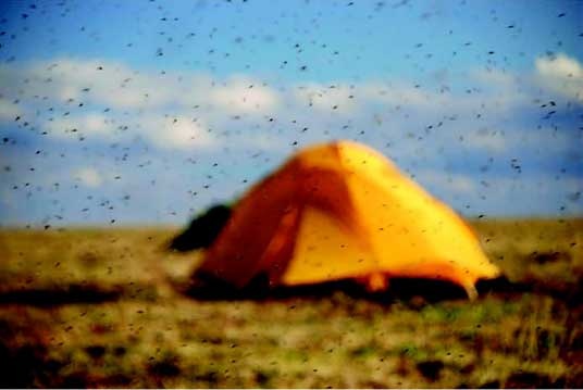 Иллюстрация к книге — Наука воскрешения видов. Как клонировать мамонта [i_025.jpg]