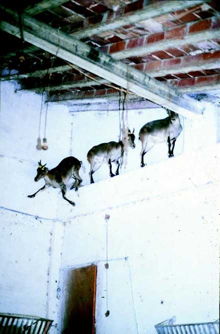 Иллюстрация к книге — Наука воскрешения видов. Как клонировать мамонта [i_027.jpg]