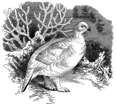 Иллюстрация к книге — Путешествие по Сибири и Ледовитому морю [i_046.jpg]