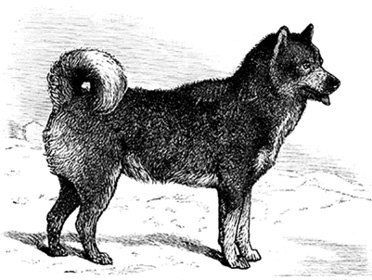 Иллюстрация к книге — Путешествие по Сибири и Ледовитому морю [i_057.jpg]