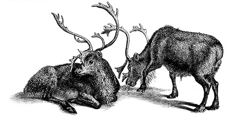 Иллюстрация к книге — Путешествие по Сибири и Ледовитому морю [i_061.jpg]