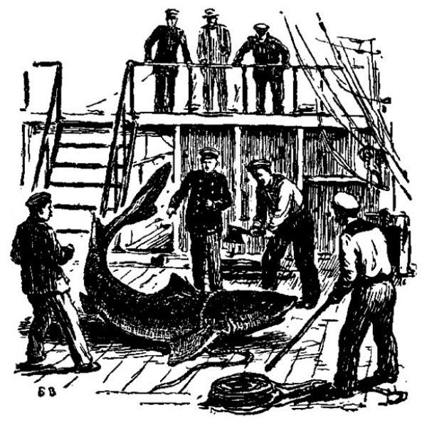 Иллюстрация к книге — Фрегат «Паллада» [i_143.jpg]