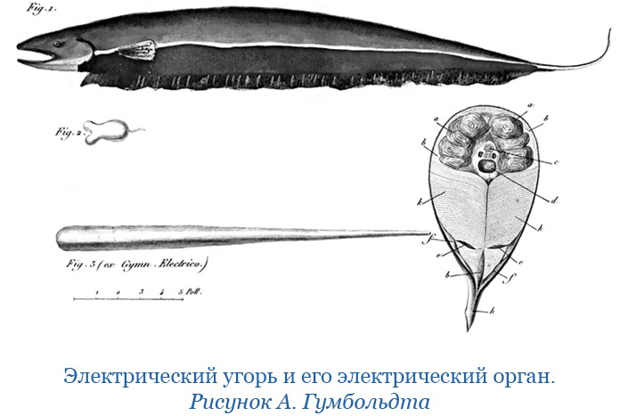 Иллюстрация к книге — Второе открытие Америки [i_045.jpg]