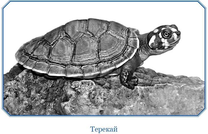 Иллюстрация к книге — Второе открытие Америки [i_055.jpg]