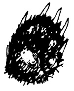 Иллюстрация к книге — Суп из акульего плавника [i_045.jpg]