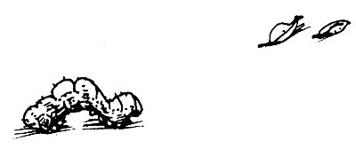 Иллюстрация к книге — Суп из акульего плавника [i_051.jpg]