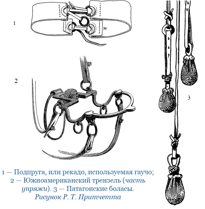 Иллюстрация к книге — Путешествие вокруг света на корабле «Бигль» [i_021.jpg]
