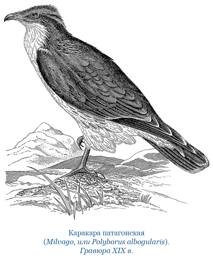 Иллюстрация к книге — Путешествие вокруг света на корабле «Бигль» [i_023.jpg]