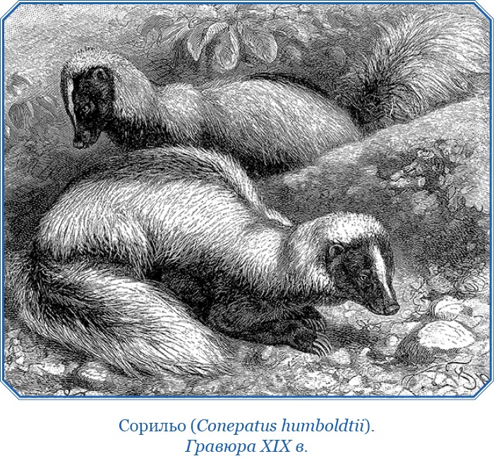 Иллюстрация к книге — Путешествие вокруг света на корабле «Бигль» [i_025.jpg]