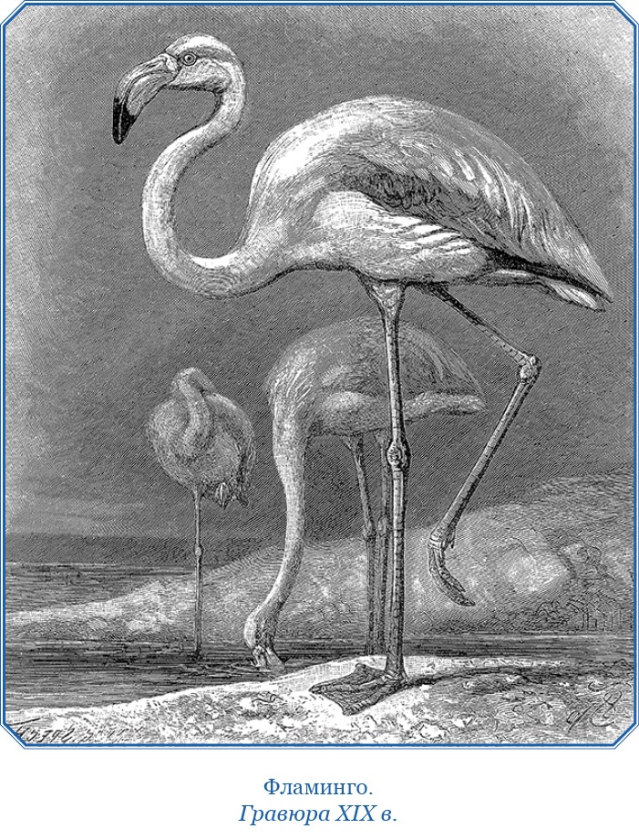 Иллюстрация к книге — Путешествие вокруг света на корабле «Бигль» [i_027.jpg]