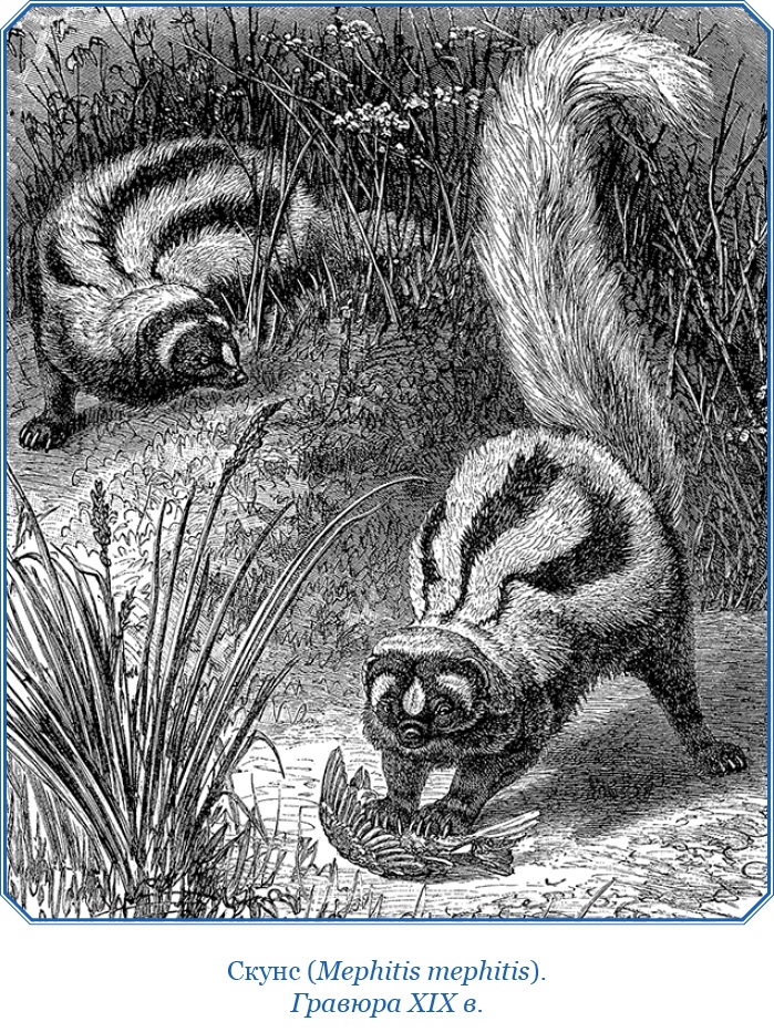 Иллюстрация к книге — Путешествие вокруг света на корабле «Бигль» [i_029.jpg]