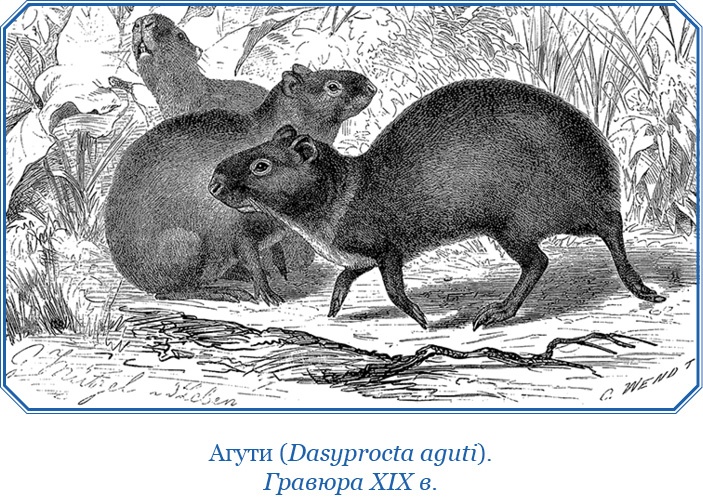 Иллюстрация к книге — Путешествие вокруг света на корабле «Бигль» [i_030.jpg]