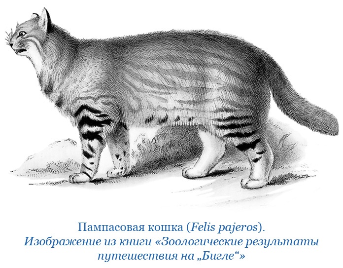 Иллюстрация к книге — Путешествие вокруг света на корабле «Бигль» [i_050.jpg]