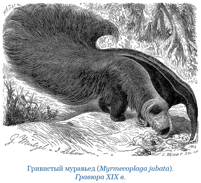 Иллюстрация к книге — Путешествие вокруг света на корабле «Бигль» [i_059.jpg]