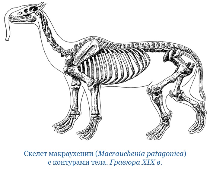 Иллюстрация к книге — Путешествие вокруг света на корабле «Бигль» [i_060.jpg]