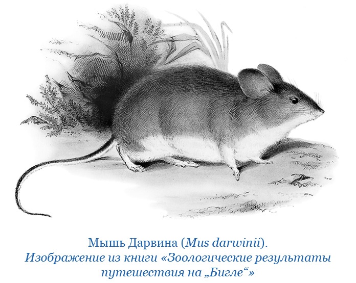 Иллюстрация к книге — Путешествие вокруг света на корабле «Бигль» [i_071.jpg]