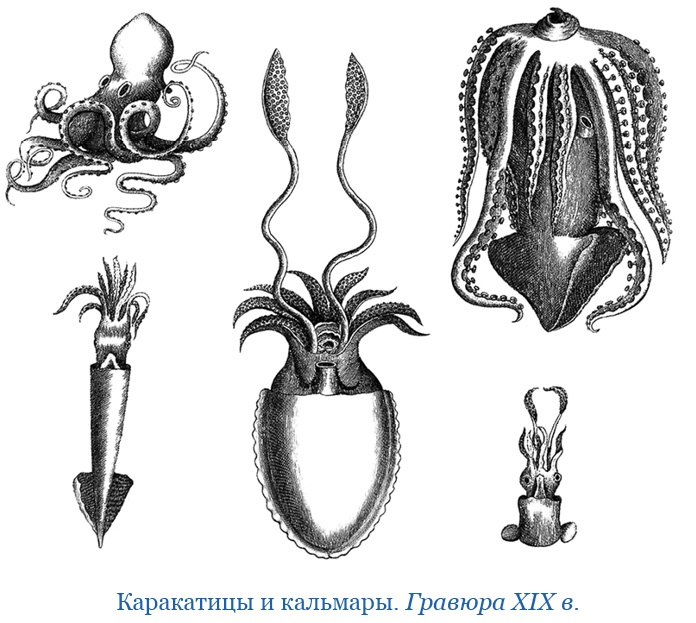 Иллюстрация к книге — Путешествие вокруг света на корабле «Бигль» [i_081.jpg]