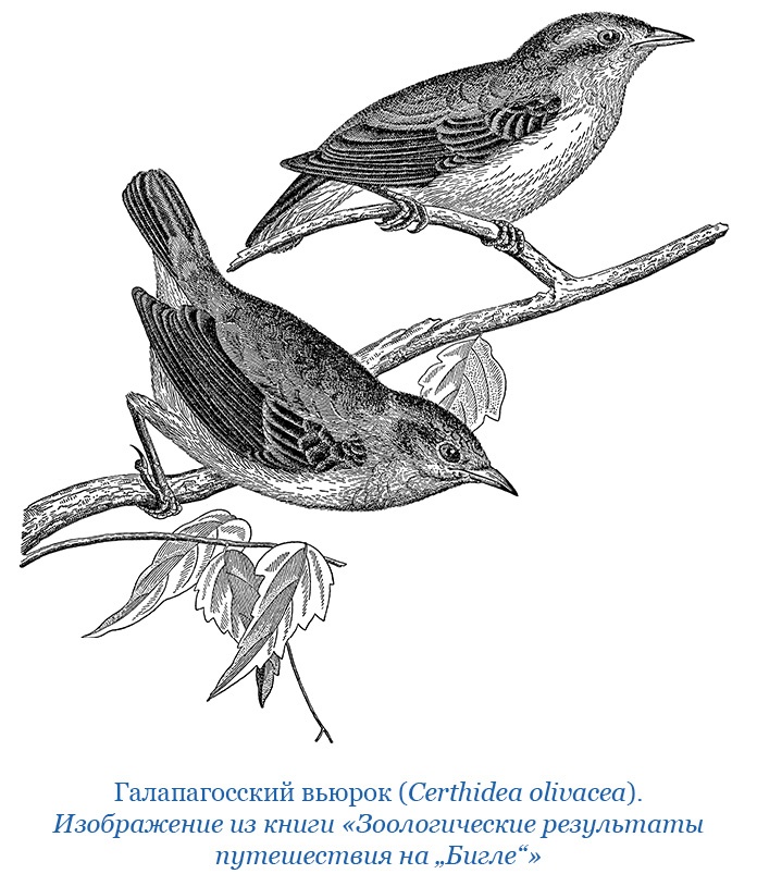 Иллюстрация к книге — Путешествие вокруг света на корабле «Бигль» [i_110.jpg]