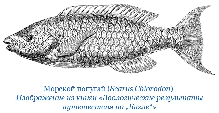 Иллюстрация к книге — Путешествие вокруг света на корабле «Бигль» [i_130.jpg]