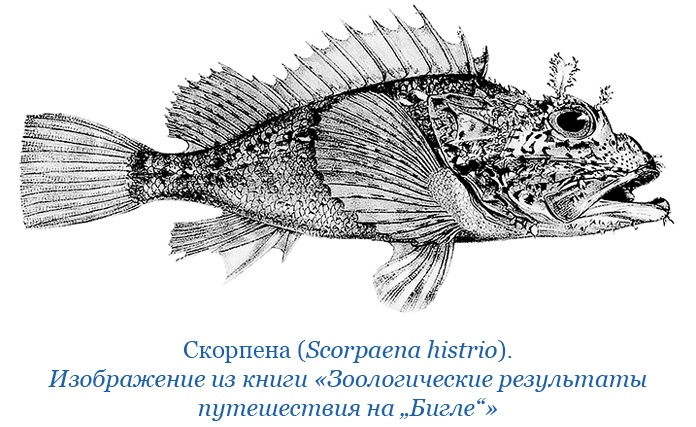 Иллюстрация к книге — Путешествие вокруг света на корабле «Бигль» [i_133.jpg]
