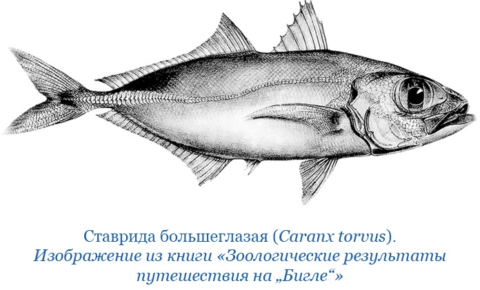 Иллюстрация к книге — Путешествие вокруг света на корабле «Бигль» [i_136.jpg]