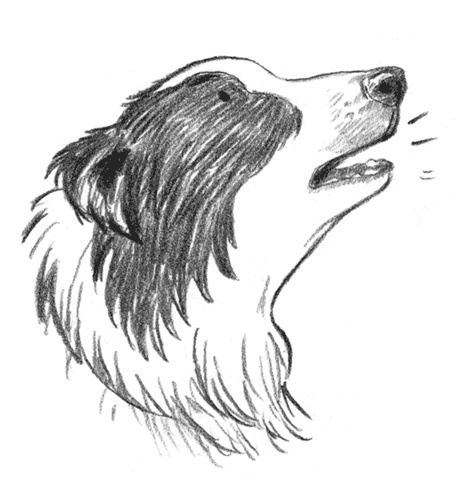 Иллюстрация к книге — Энджел. Котенок обретает дом [i_064.jpg]