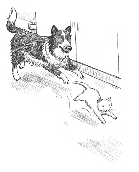 Иллюстрация к книге — Энджел. Котенок обретает дом [i_069.jpg]