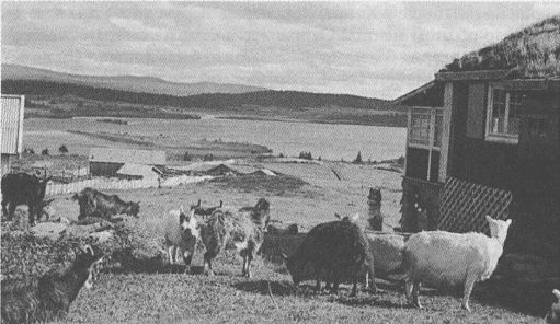 Иллюстрация к книге — Тур Хейердал. Биография. Книга 1. Человек и океан [i_021.jpg]