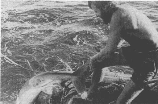 Иллюстрация к книге — Тур Хейердал. Биография. Книга 1. Человек и океан [i_090.jpg]