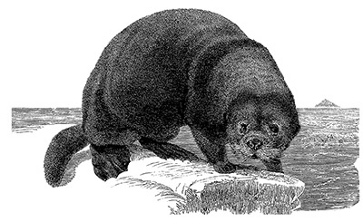 Иллюстрация к книге — Описание земли Камчатки [i_022.jpg]