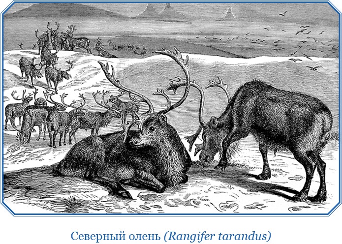 Иллюстрация к книге — Описание земли Камчатки [i_045.jpg]