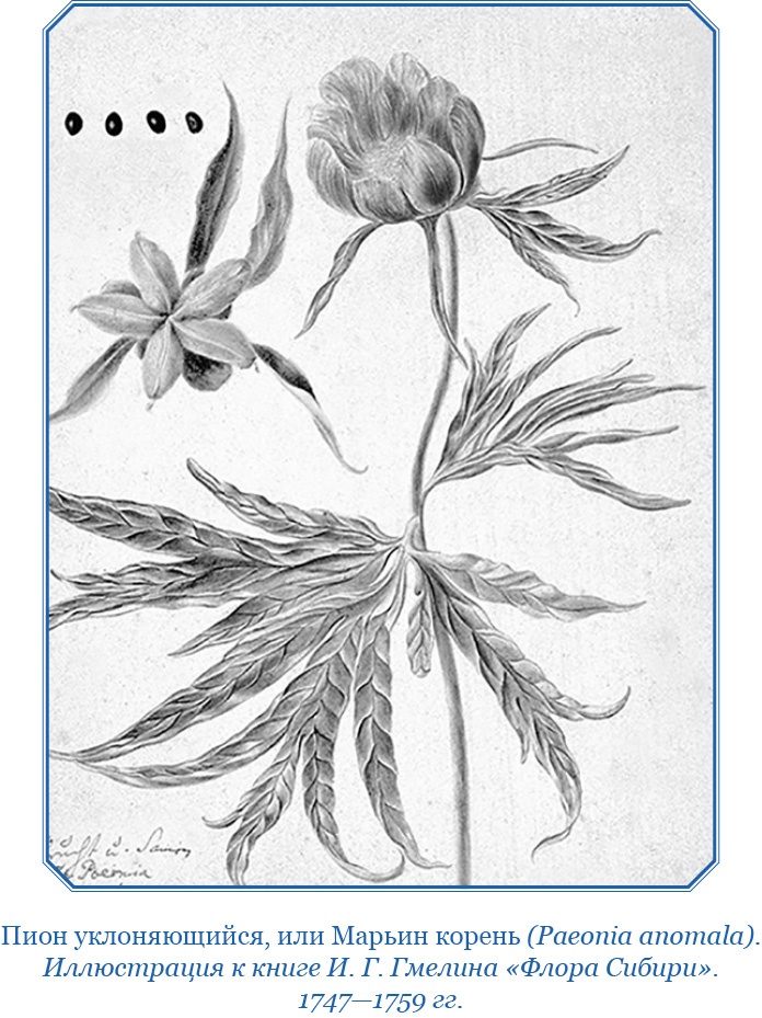 Иллюстрация к книге — Описание земли Камчатки [i_055.jpg]