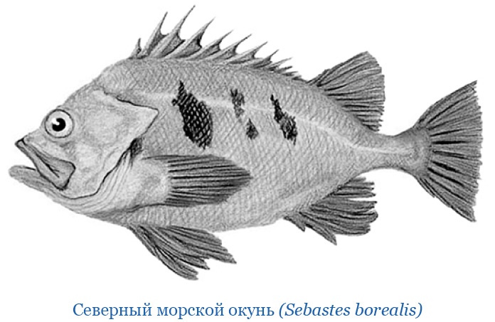 Иллюстрация к книге — Описание земли Камчатки [i_062.jpg]