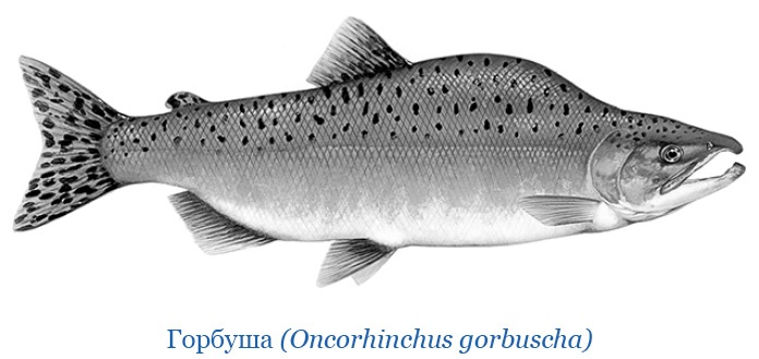 Иллюстрация к книге — Описание земли Камчатки [i_063.jpg]