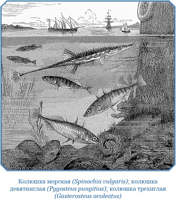 Иллюстрация к книге — Описание земли Камчатки [i_064.jpg]