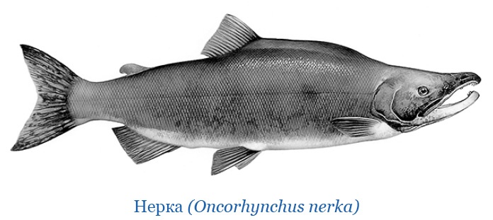 Иллюстрация к книге — Описание земли Камчатки [i_065.jpg]