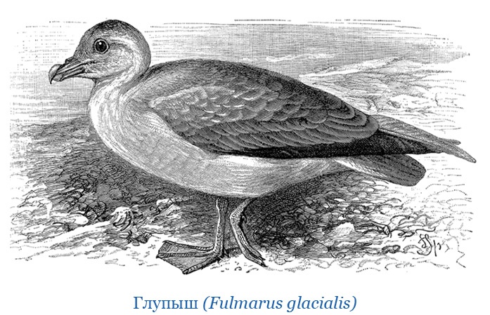 Иллюстрация к книге — Описание земли Камчатки [i_066.jpg]