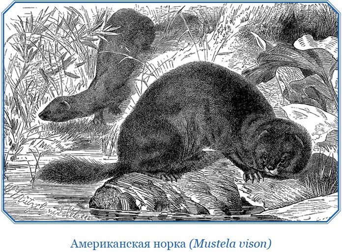 Иллюстрация к книге — Описание земли Камчатки [i_097.jpg]