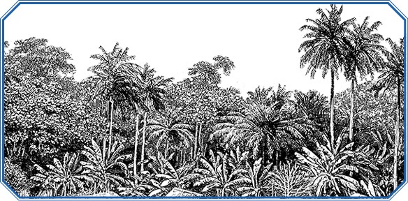 Иллюстрация к книге — Три кругосветных путешествия [i_109.jpg]