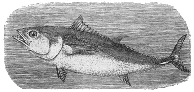 Иллюстрация к книге — Путешествие по всему миру на &quot;Буссоли&quot; и &quot;Астролябии&quot; [i_059.jpg]